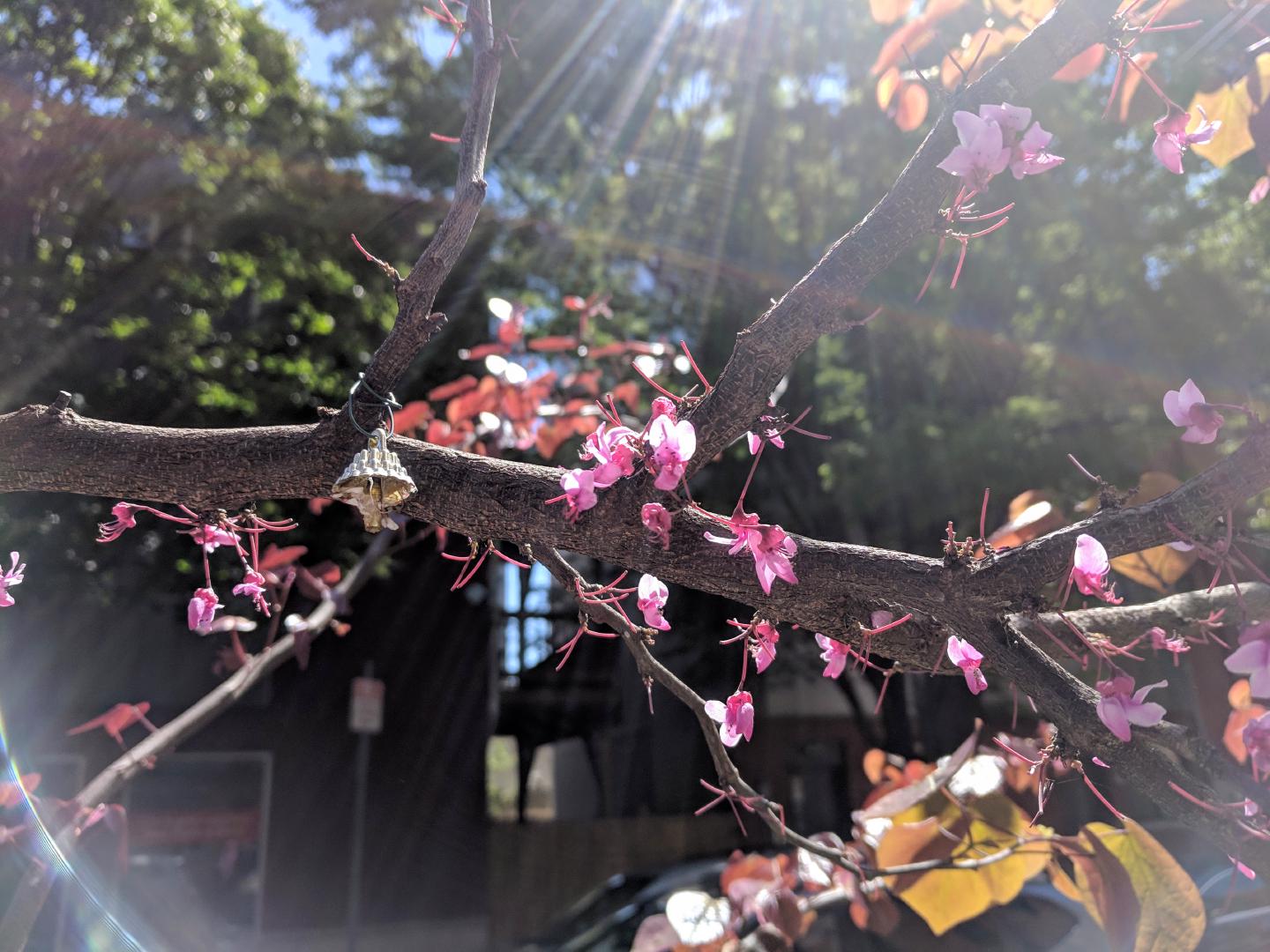 Sunlight causing lensflare effects around pretty pink blossoms on a tree.